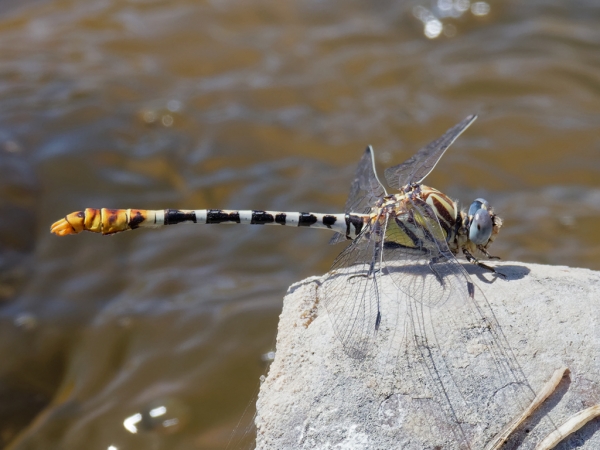 News: White-belted Ringtail, <em>Erpetogomphus compositus</em>, in Maricopa Co.: New early flying date for species in Arizona