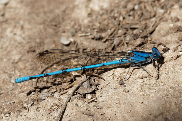 News: Northernmost record to date of the Cerulean Dancer, <em>Argia anceps</em>