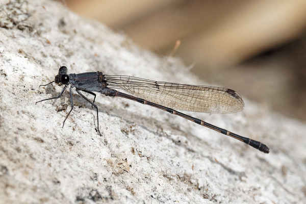 News: Sooty Dancer, <em>Argia lugens</em>, in Maricopa Co.: New late flying date for Arizona