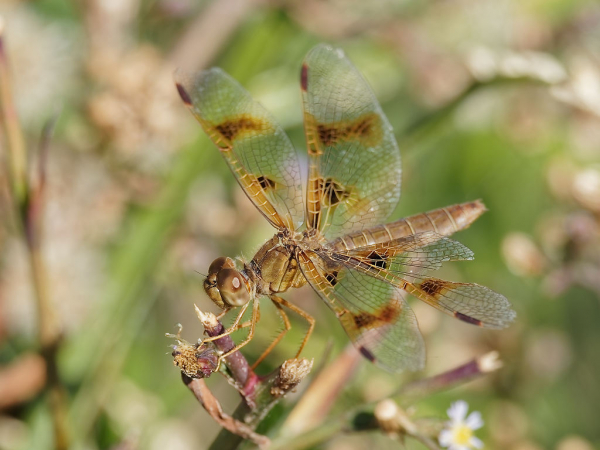 News: Mexican Amberwing, <em>Perithemis intensa</em>, in Pinal Co.: New late flying date for Arizona