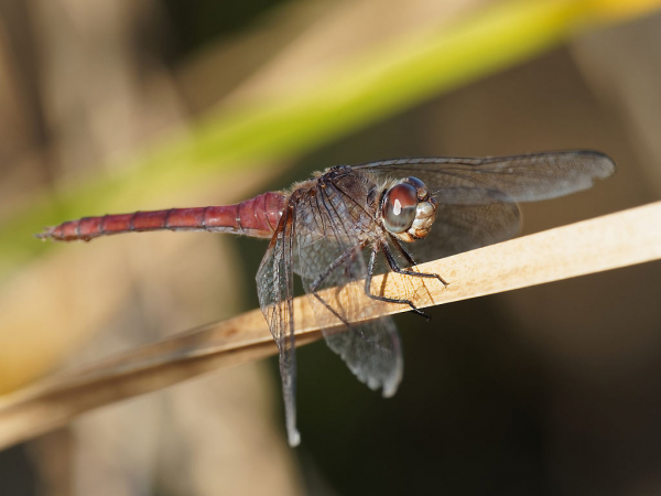 News: Red-tailed Pennant, <em>Brachymesia furcata</em>, in Maricopa Co.: New late flying date for Arizona