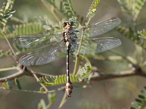 News: Russet-tipped Clubtail, <em>Stylurus plagiatus</em>, in Maricopa Co.: New late flying date for Arizona