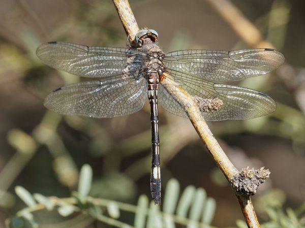 News: Pale-faced Clubskimmer, <em>Brechmorhoga mendax</em>, in Pinal Co.: New late flying date for Arizona