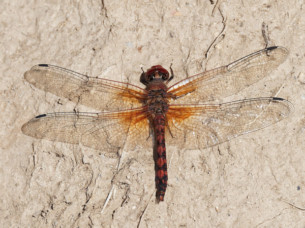 News: Red Rock Skimmer, <em>Paltothemis lineatipes</em>, in Pinal Co.: New late flying date for Arizona