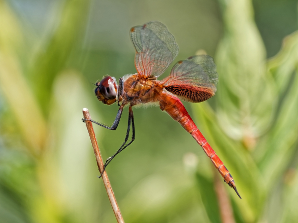 Antillean Saddlebags