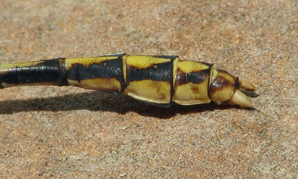 Arizona Snaketail