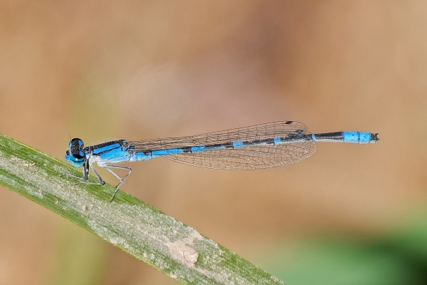 Arroyo Bluet