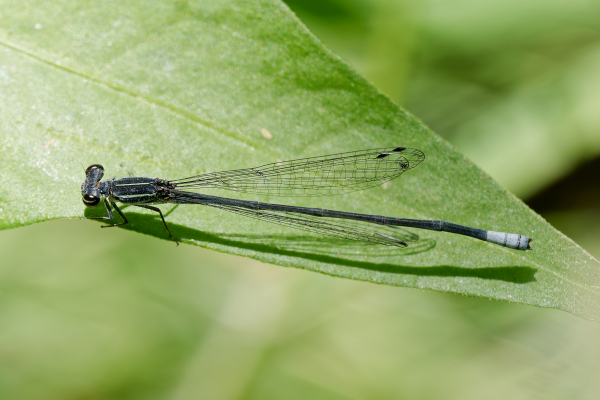 Black-and-White Damsel