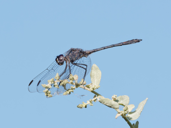 Black Setwing