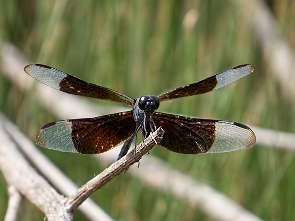Black-winged Dragonlet