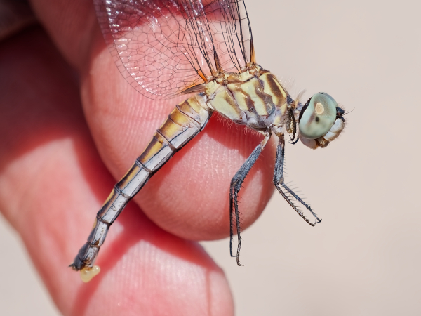 Blue Dasher