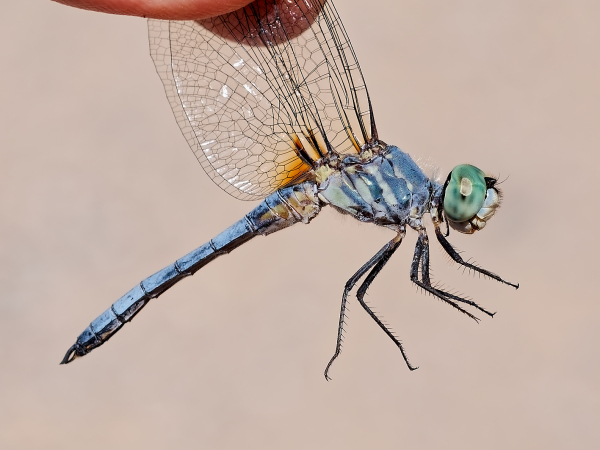 Blue Dasher