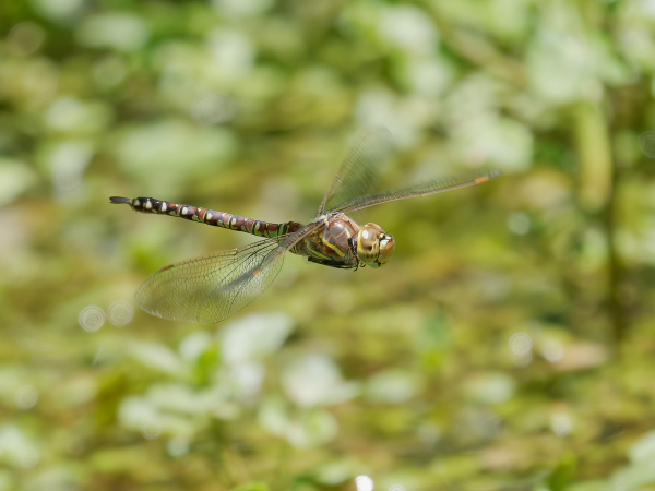 Blue-eyed Darner