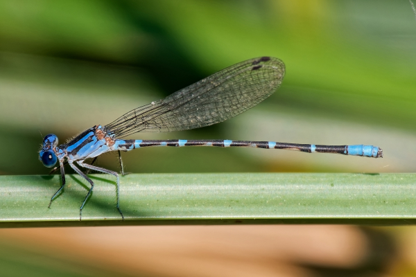 Blue-ringed Dancer