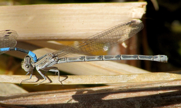 California Dancer | Arizona Dragonflies