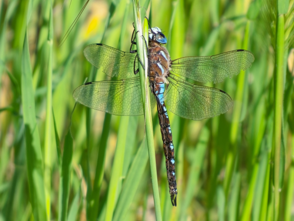 California Darner