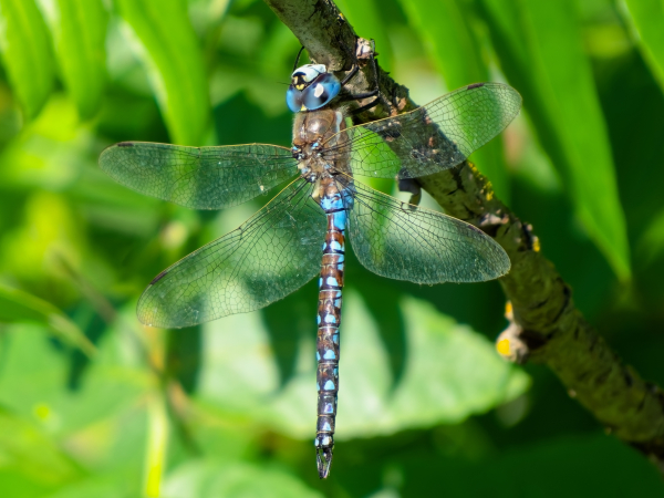 California Darner
