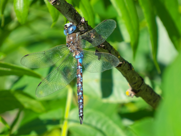 California Darner