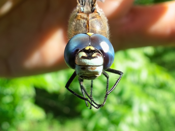 California Darner