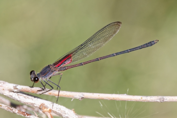 Canyon Rubyspot, Male, Queen Valley, Pinal, AZ, 13 December 2025 Canyon Rubyspot