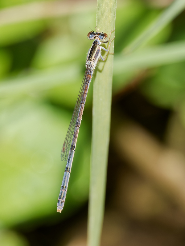 Citrine Forktail