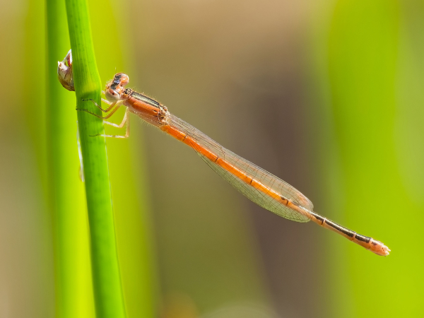 Citrine Forktail