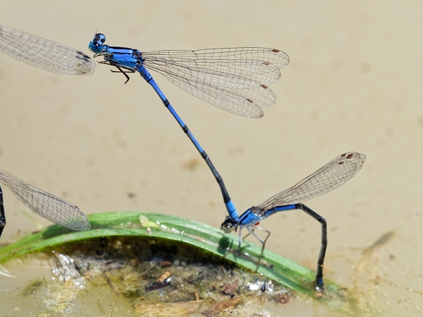 Claw-tipped Bluet