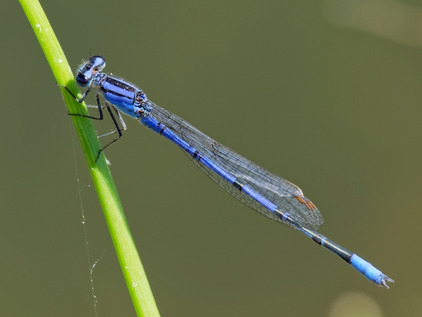 Claw-tipped Bluet
