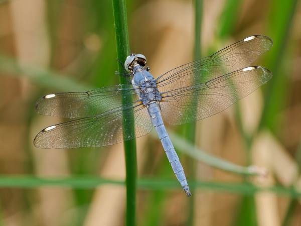 Comanche Skimmer
