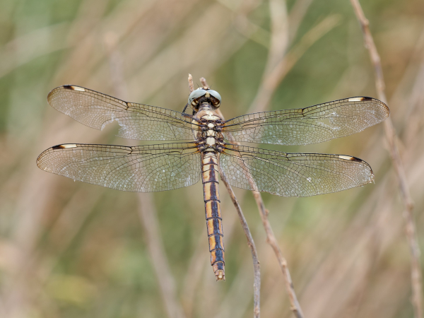 Comanche Skimmer