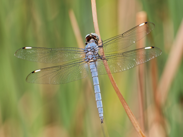 Comanche Skimmer