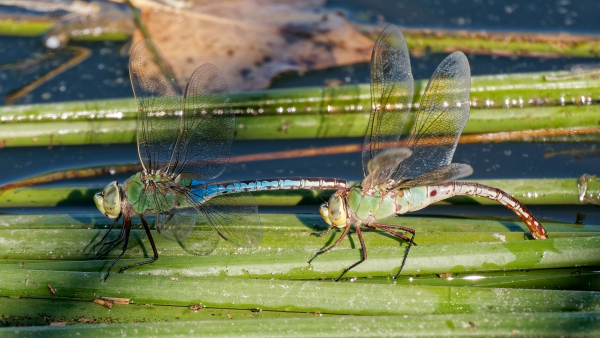 Common Green Darner, Pair in tandem with ovipositing female, Higley Road Ponds, Maricopa, AZ, 17 August 2025 Common Green Darner