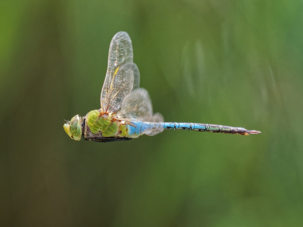 Common Green Darner, Male, North Carolina, 16 July 2025 Common Green Darner