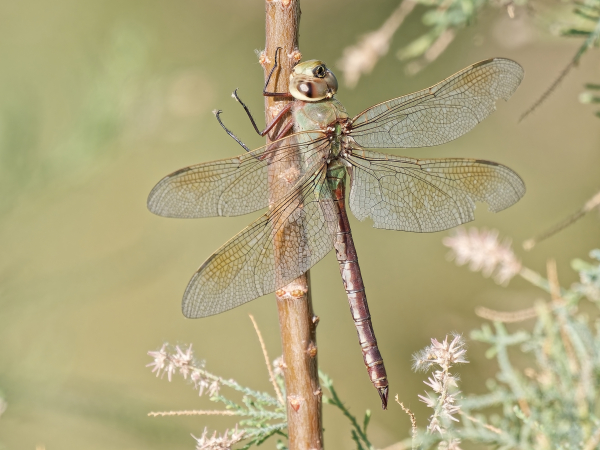 Common Green Darner, Female, Higley Road Ponds, Maricopa, AZ, 24 October 2025 Common Green Darner