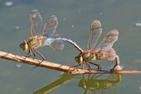 Common Green Darner, Pair in tandem with ovipositing female, Higley Road Ponds, 24 October 2025 Common Green Darner