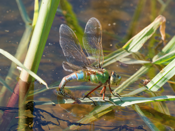 Common Green Darner, Ovipositing female, Base and Meridian Wildlife Area, Maricopa, AZ, 10 June 2026 Common Green Darner