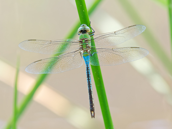 Common Green Darner, Male, Wild Horse Pass, Maricopa, AZ, 18 June 2026 Common Green Darner