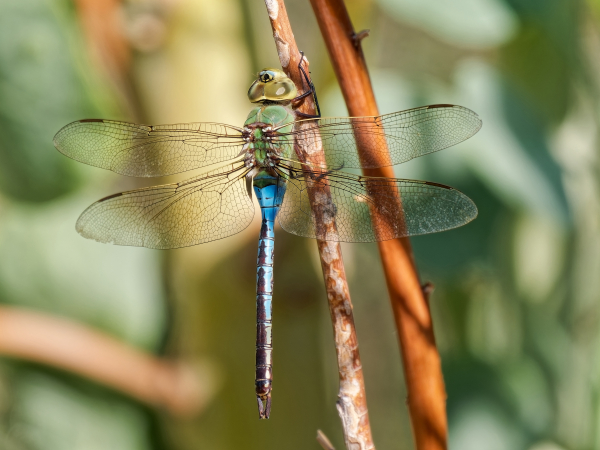 Common Green Darner, Male, Salt River Recreation Area, Maricopa, AZ, 14 September 2025 Common Green Darner