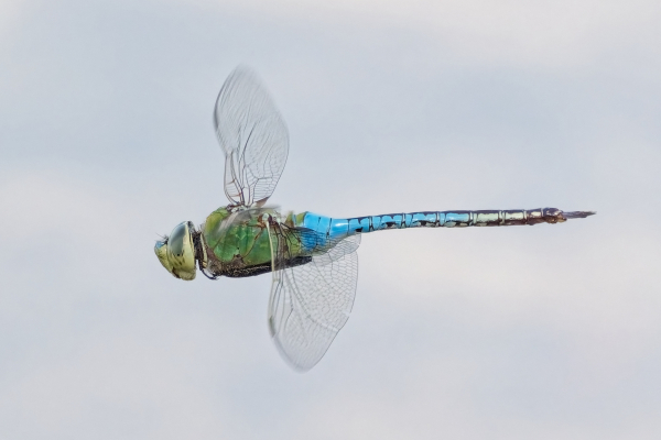 Common Green Darner, Male, Historic Canoa Ranch, Pima, AZ, 8 August 2025 Common Green Darner