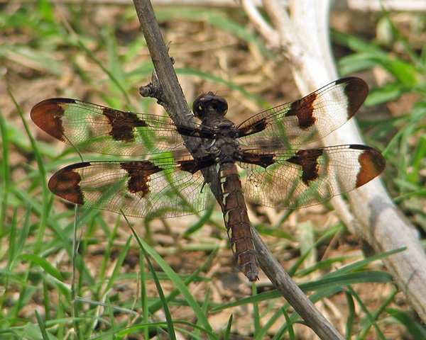 Common Whitetail