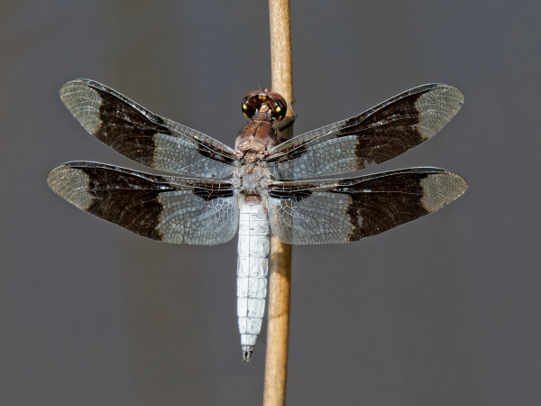 Common Whitetail, Male, NC, 15 July 2025 Common Whitetail