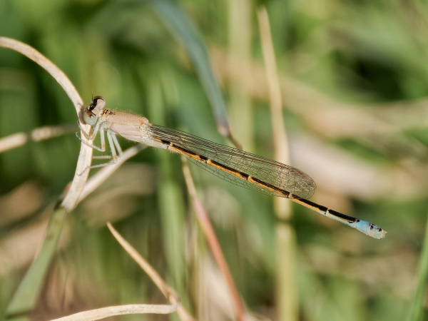 Desert Forktail
