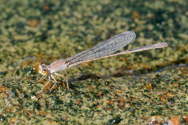 Desert Forktail