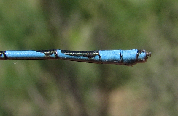 Double-striped Bluet
