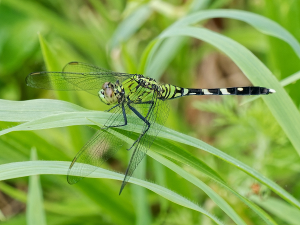 Eastern Pondhawk