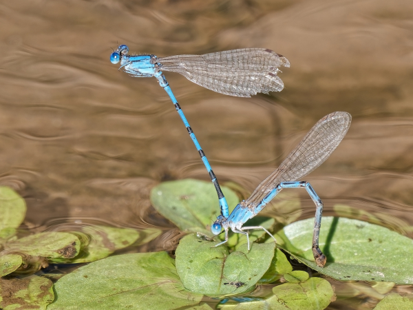 Familiar Bluet