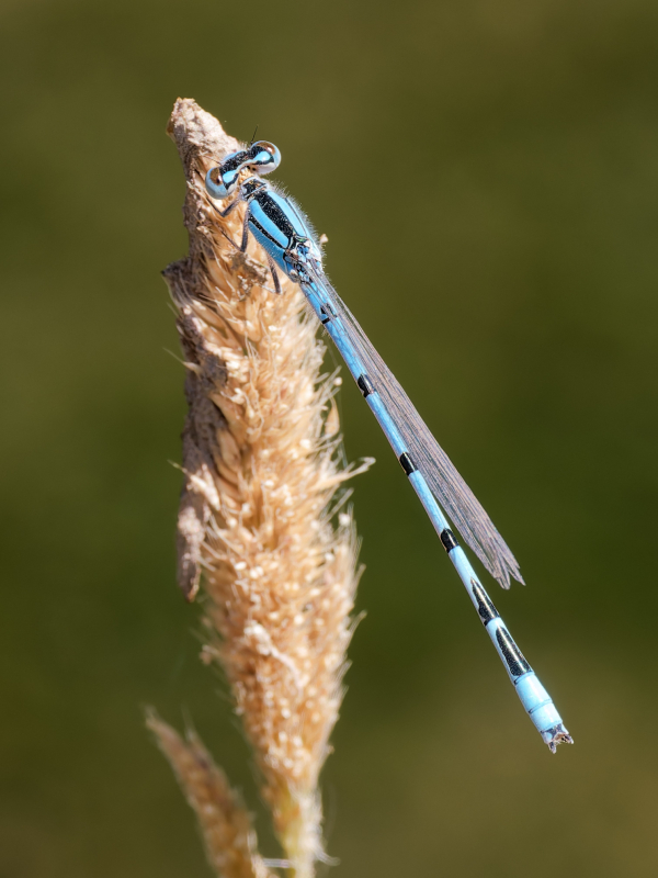 Familiar Bluet