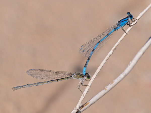 Familiar Bluet