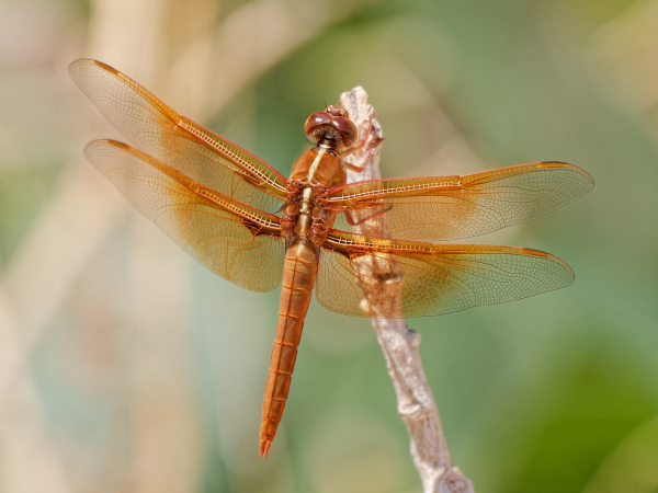 Flame Skimmer