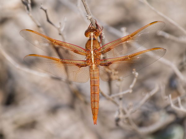Flame Skimmer
